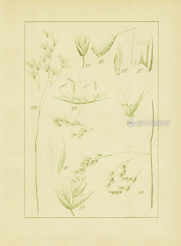 草丛，簇状和波浪毛草|古董花卉插图